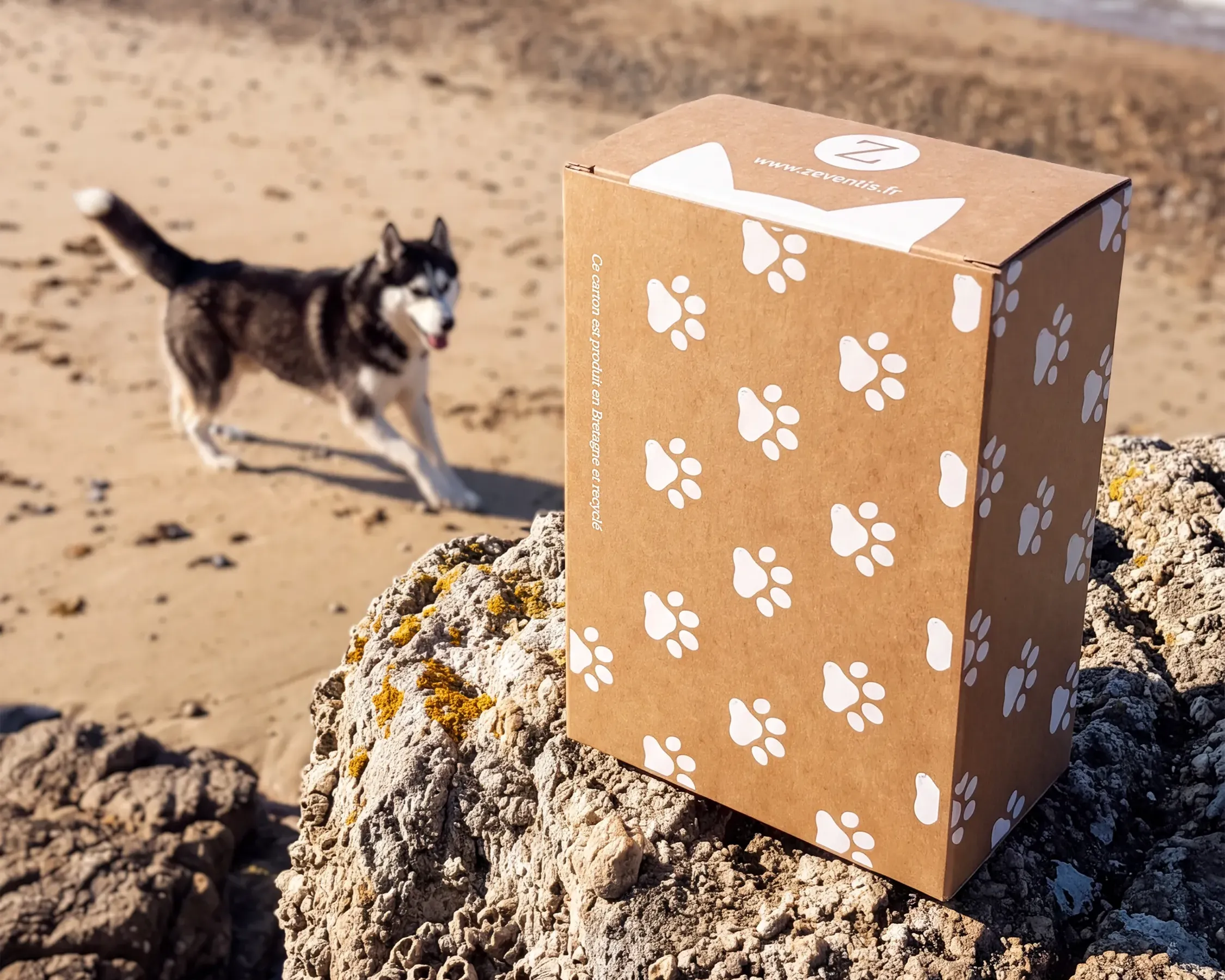 Boîte en carton recyclé à motif pattes de la marque bretonne Zenventis, posée sur un rocher face à la mer, avec un chien en arrière-plan